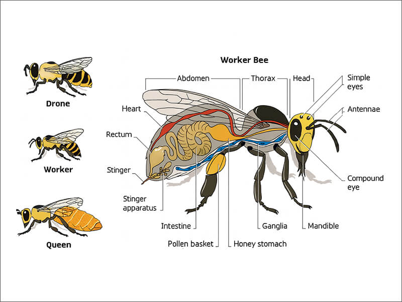 Neat facts about bees