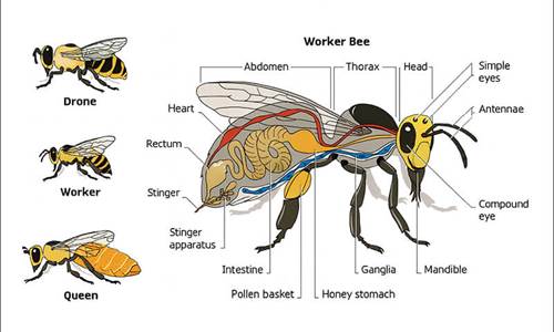Faits intéressants sur les abeilles